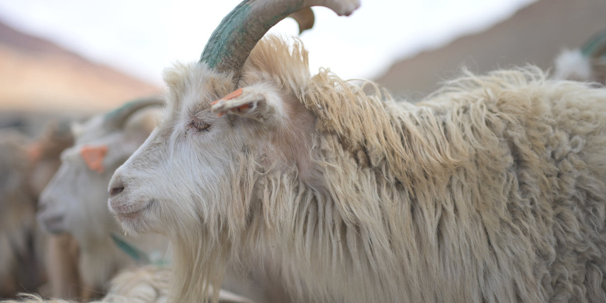 The Changpa: Guardians of the Pashmina Goat